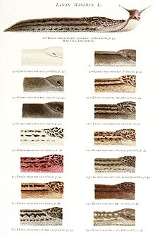 220px-Limax_maximus_variability