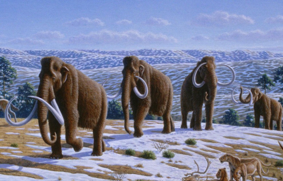 Woolly_mammoth_Mammuthus_primigenius_-_Mauricio_Antón