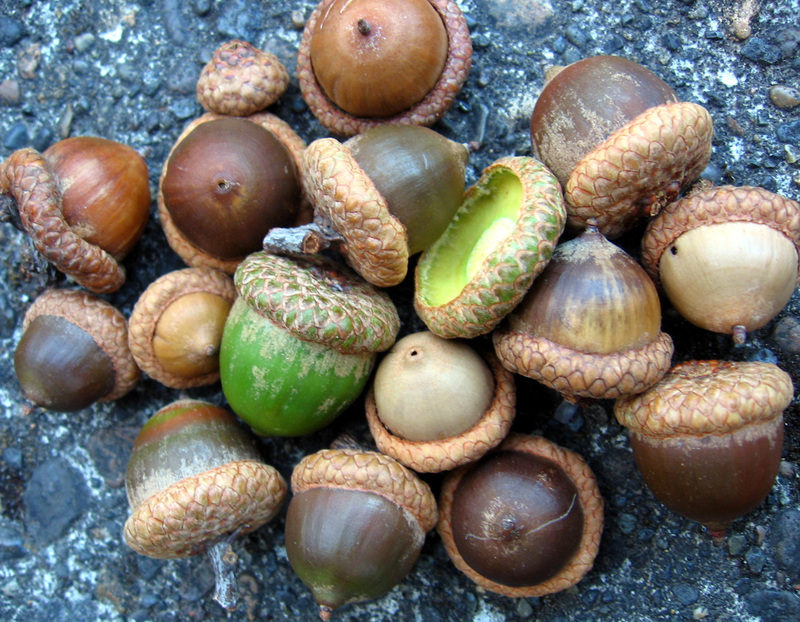 acorns