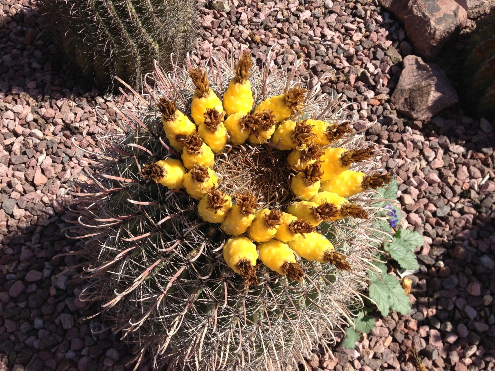 barrel cactus with fruit