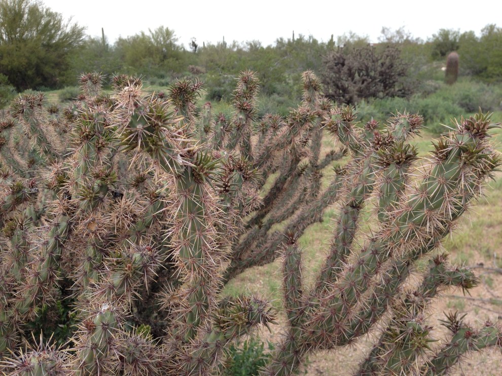 cholla