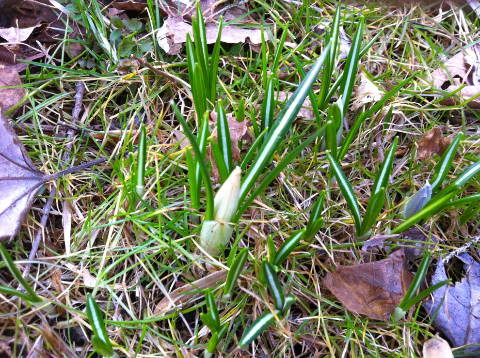 Crocus in Spring 2