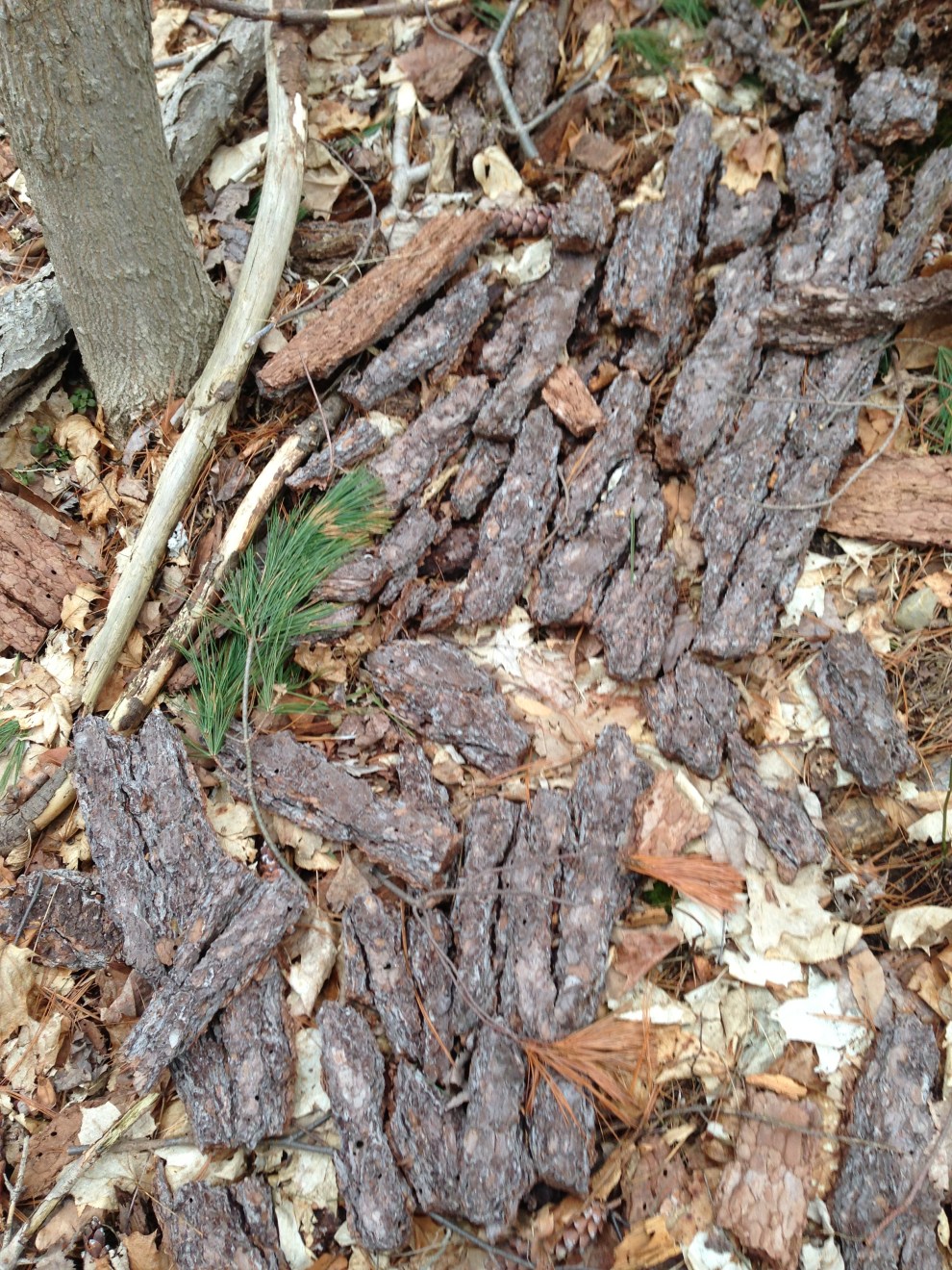 fallen bark