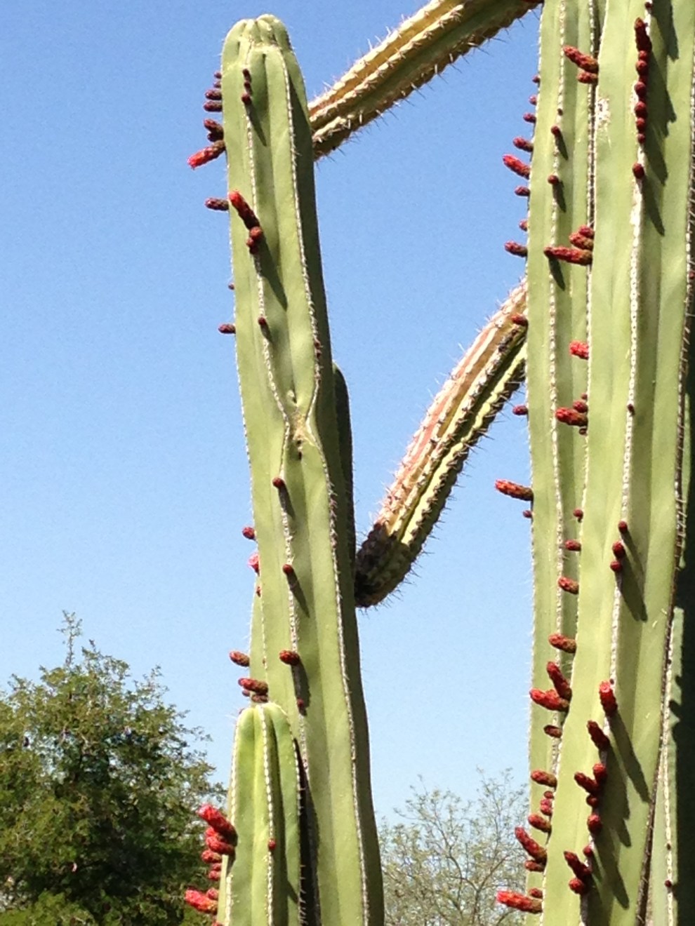 lipstick cactus