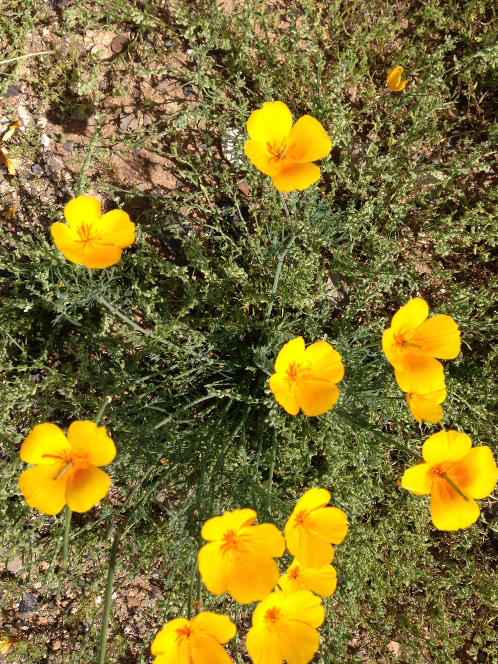 Mexican Golden Poppies