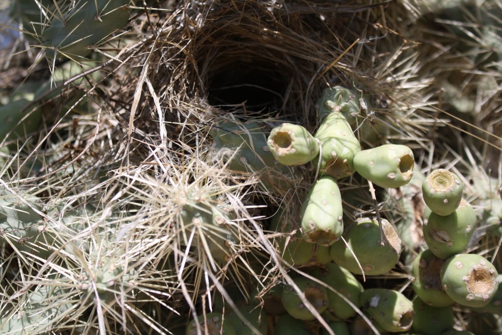 Nest