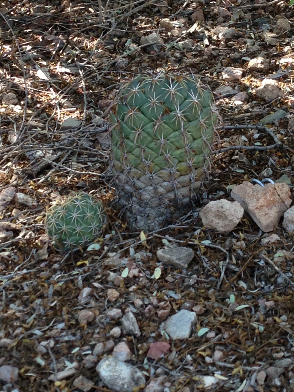 other baby cactus