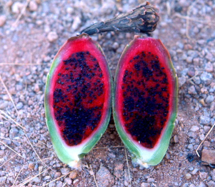 saguaro fruit