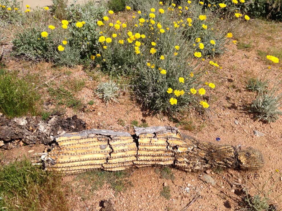 weathered saguaro