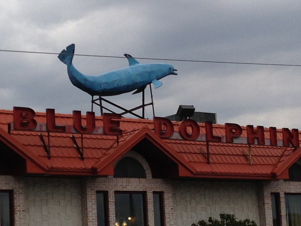 blue dolphin