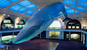 Blue-Whale-at-Natural-History-Museum-1