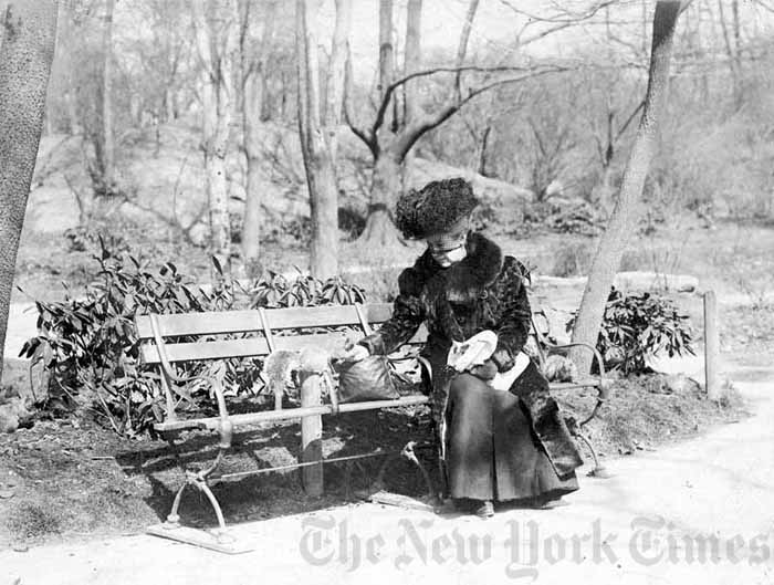 Central Park squirrel