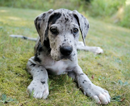 dane pup