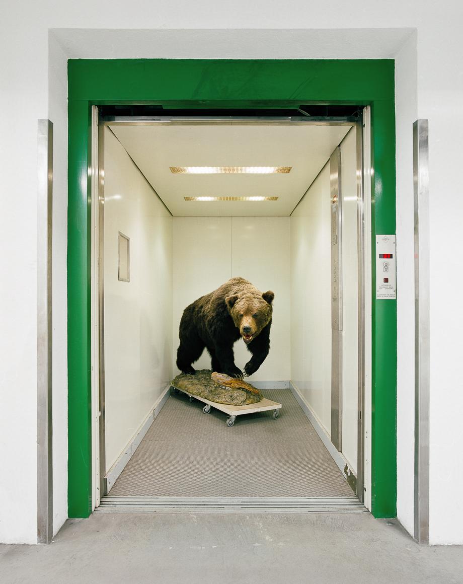 elevator bear.jpg.CROP.article920-large