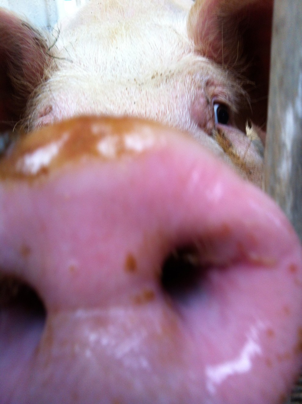 Pig Snout