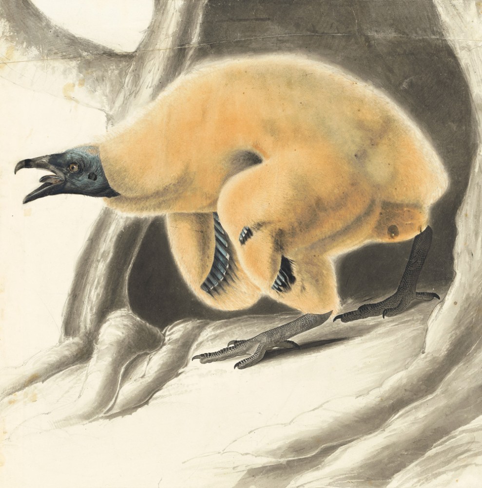 turkey vulture nestling