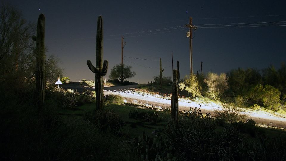 cactus at night