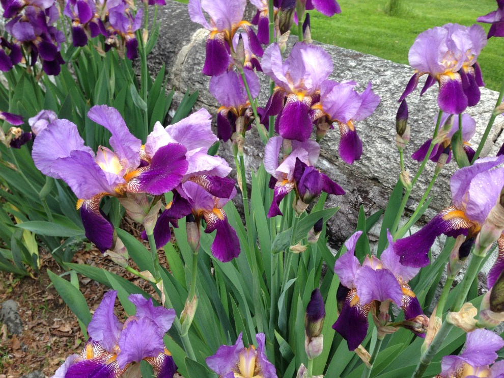 irises