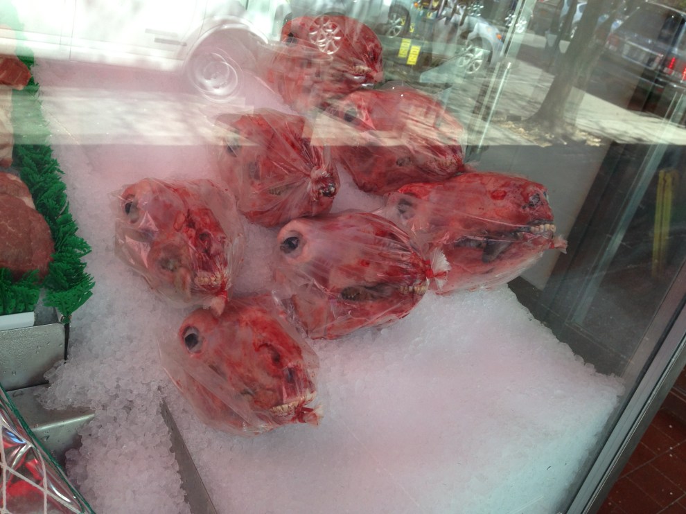 sheep heads