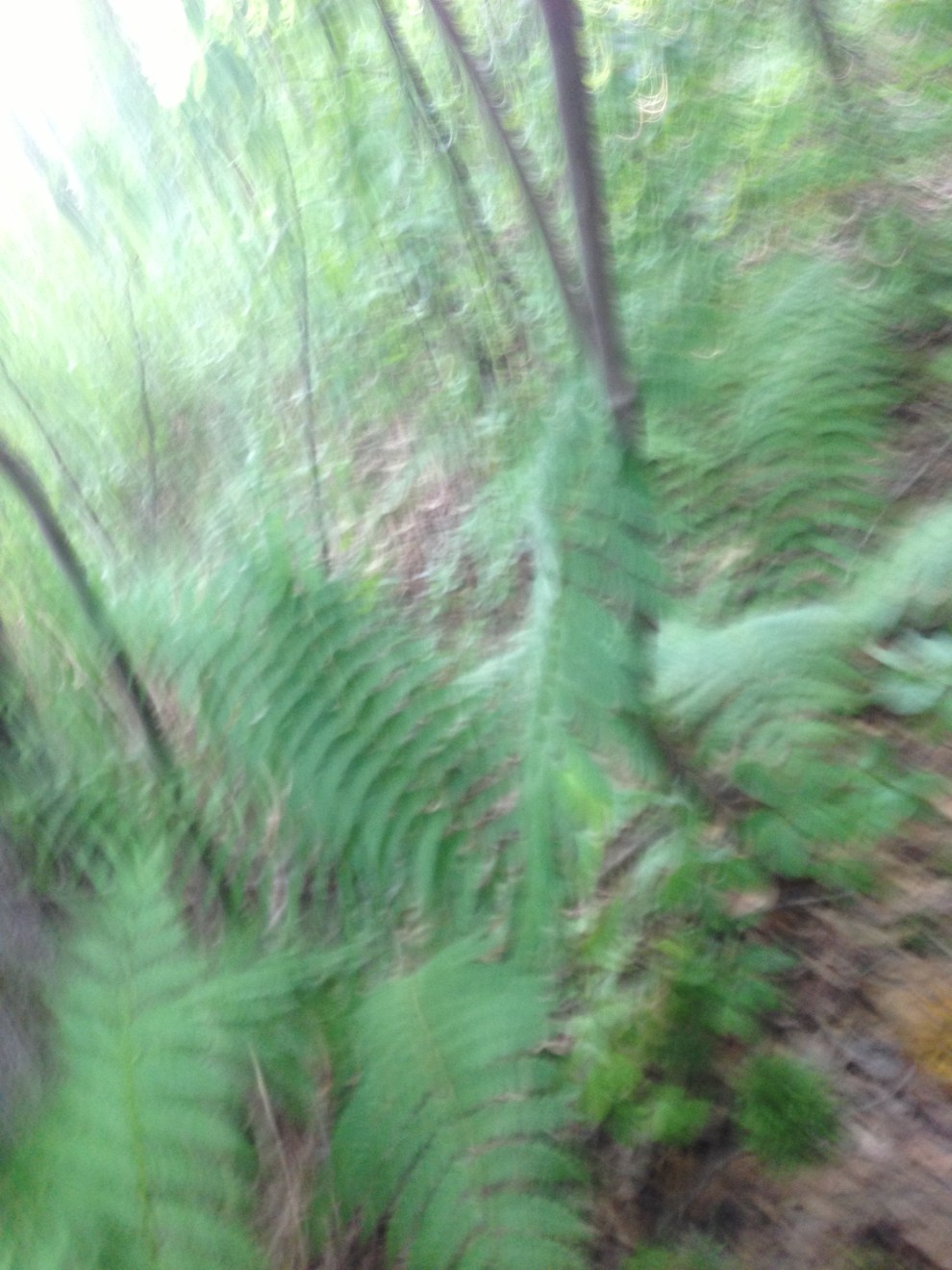 blurred fern whirl