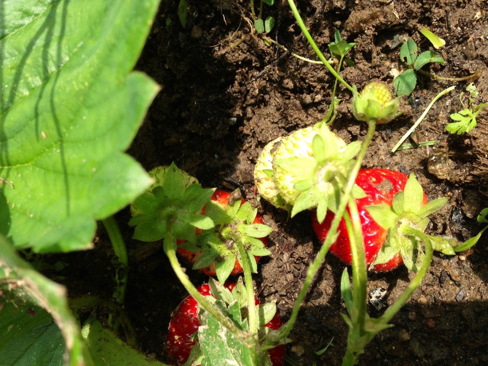 new strawberries