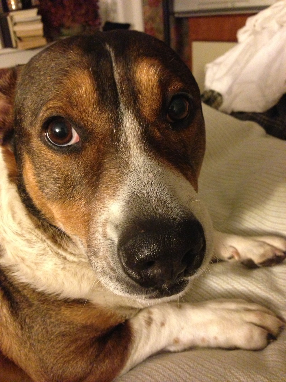 oliver about to copy