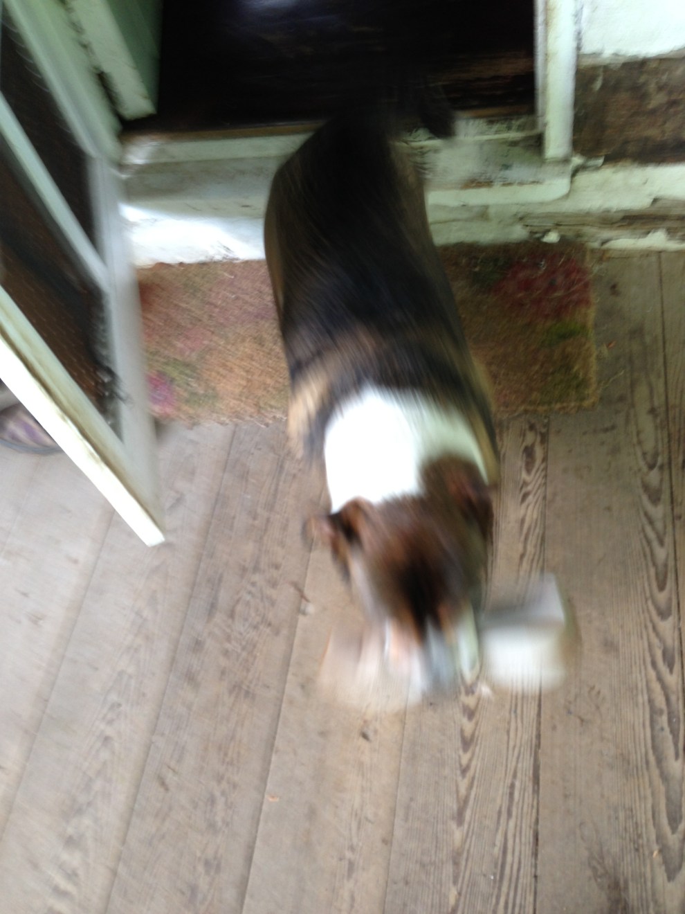 ollie shoe out the door