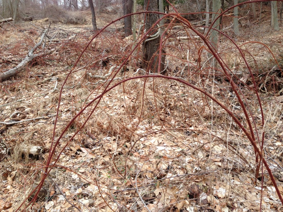 red canes in clearing
