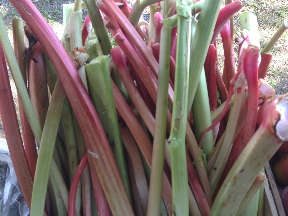 rhubarb