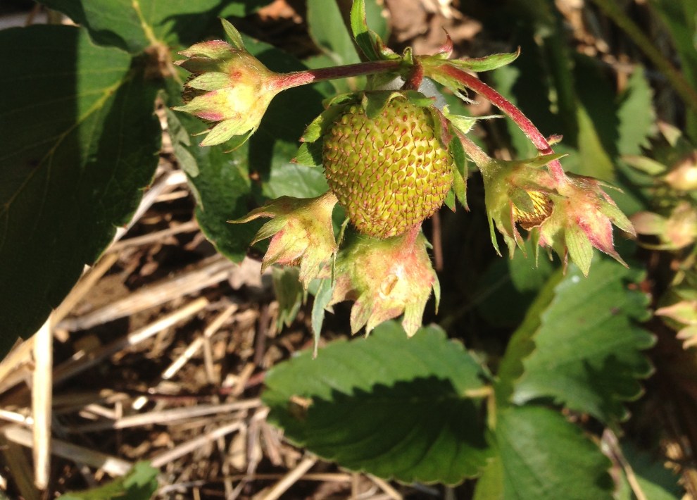 unripe strawberry