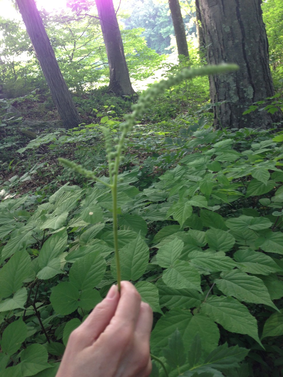 wendy holding bugbane