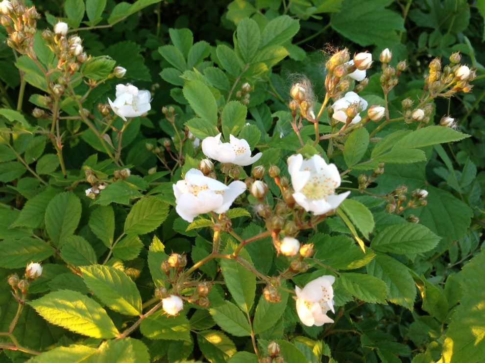 wild white roses