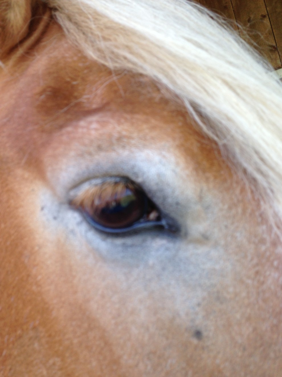 horse eye