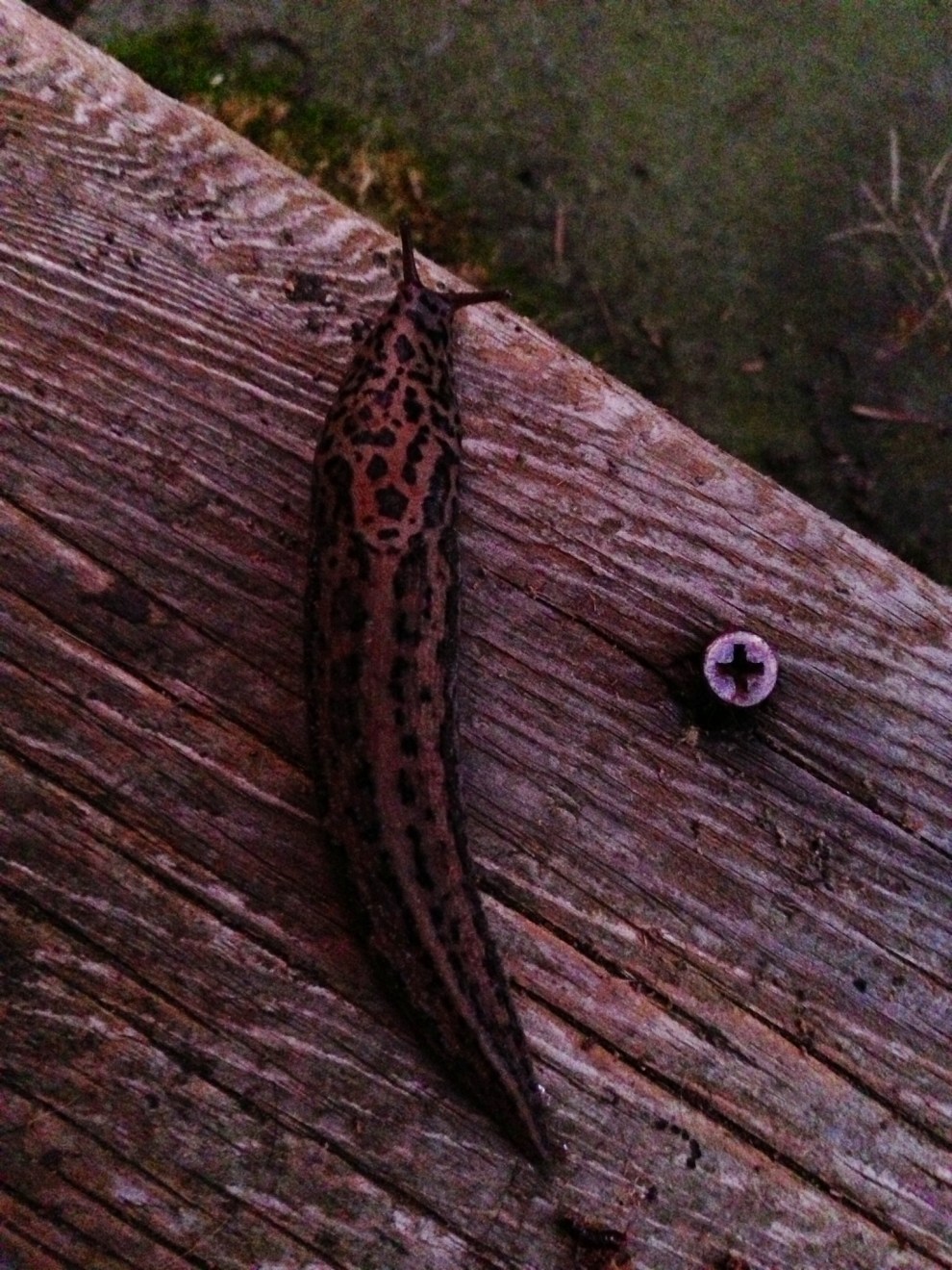 leopard slug