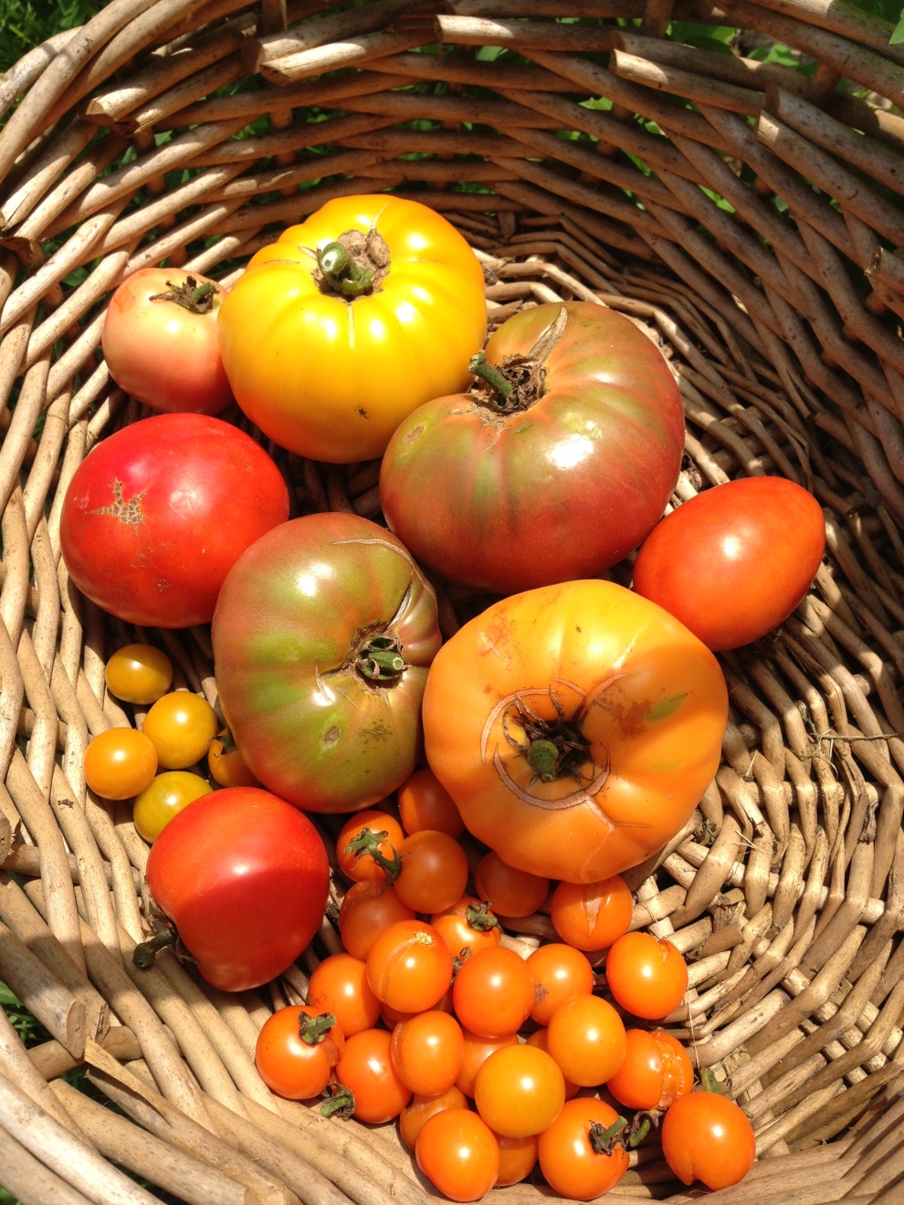 mixed tomatoes