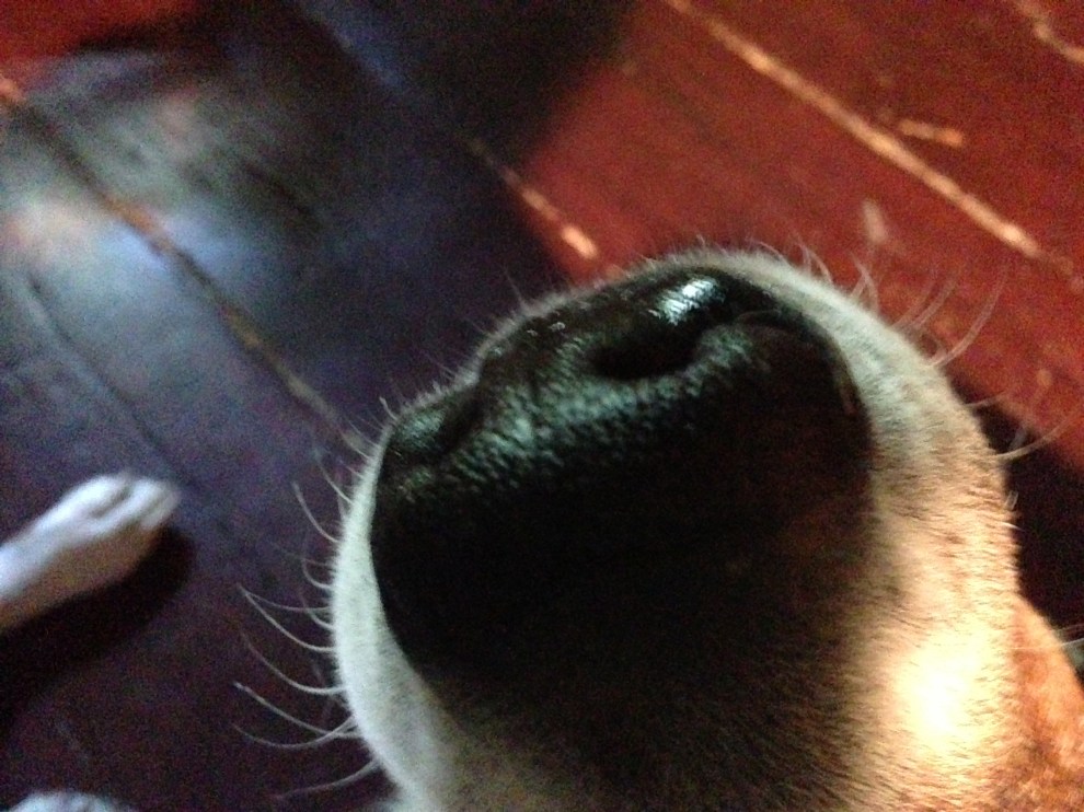 oliver snout