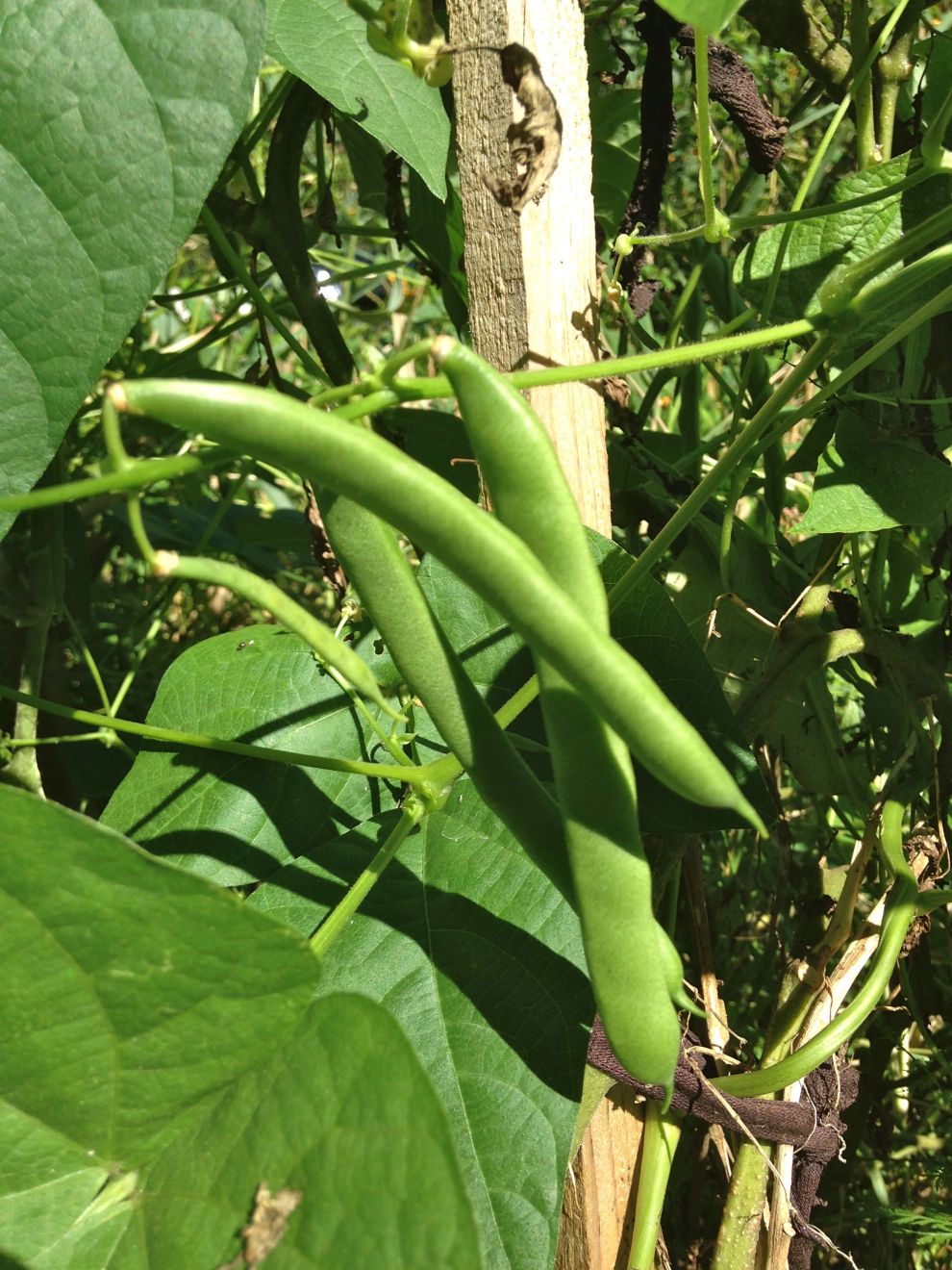 Beans and Nothingness