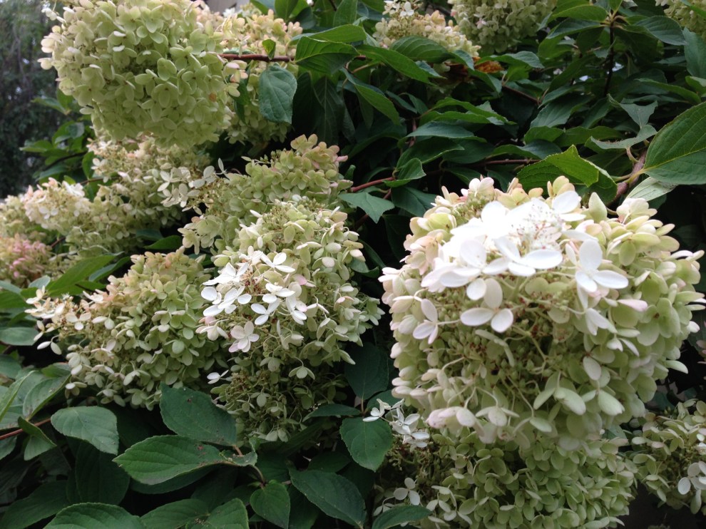 hyrangeas