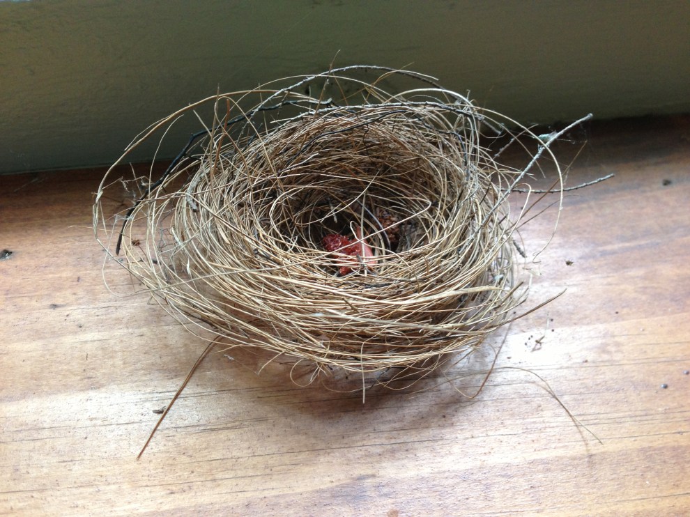 small nest
