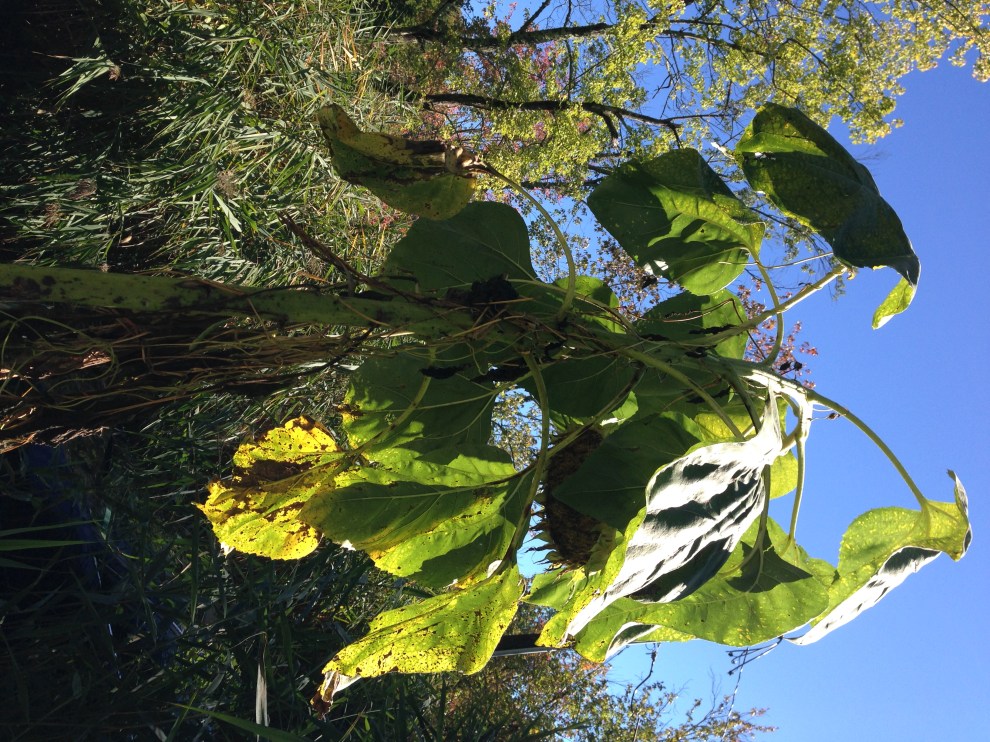 sunflower hanging