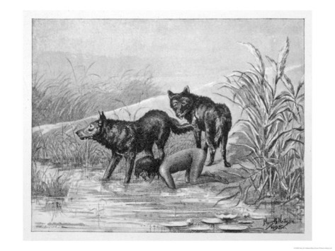 harry-b-neilson-feral-child-drinking-with-wolf-cubs-3-of-5