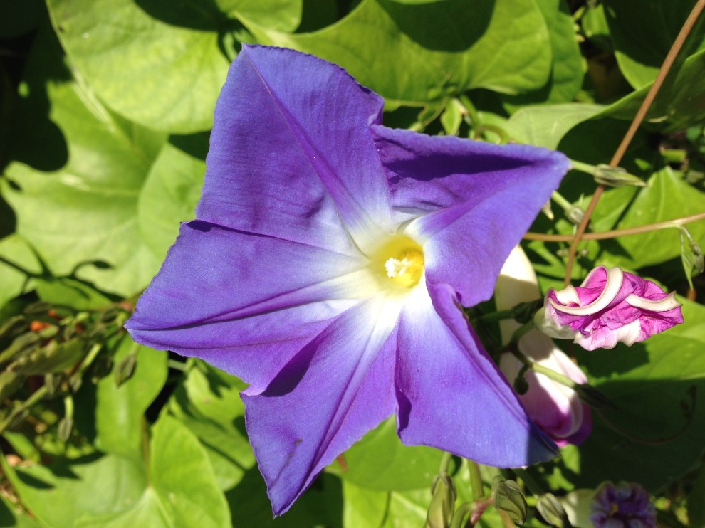 morning glory open