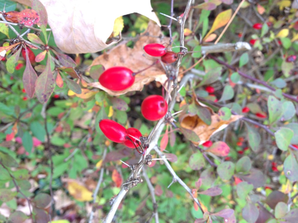 red berries