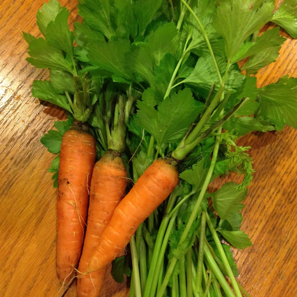 carrots:celery