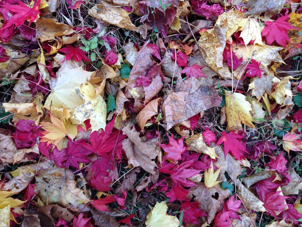 leaves underfoot