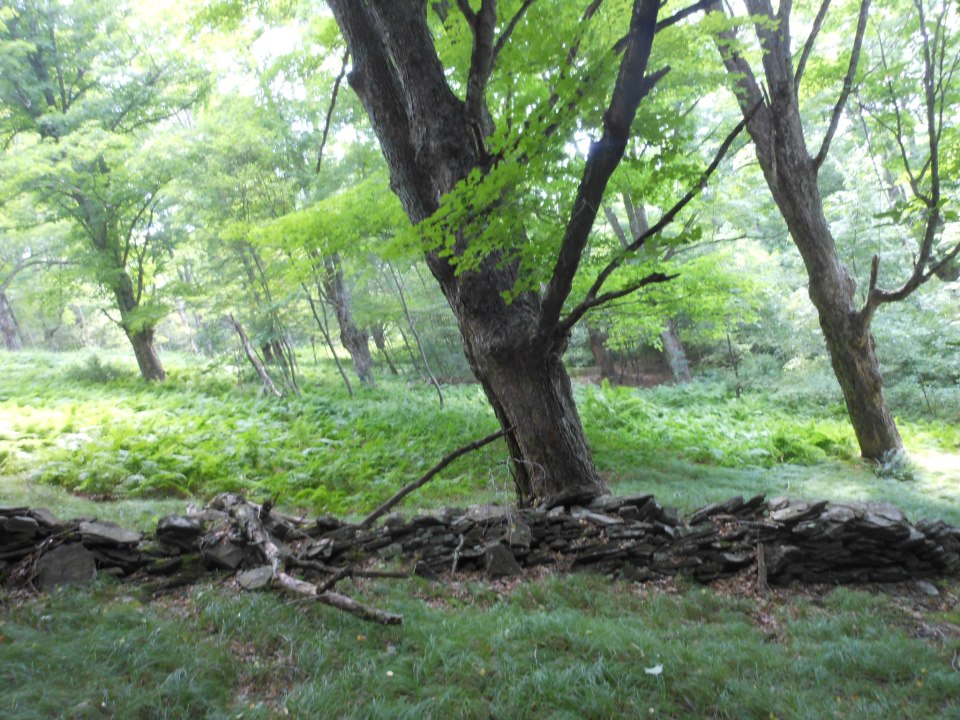 Bovina LEANING FOREST