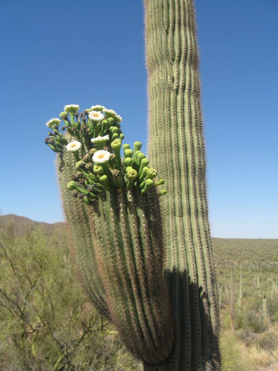 saguaro in bloom