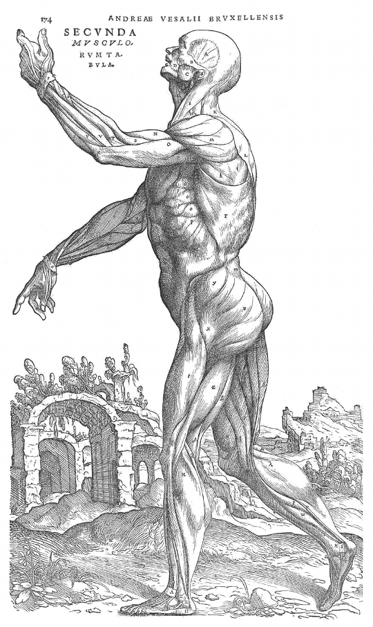 vesalius 1