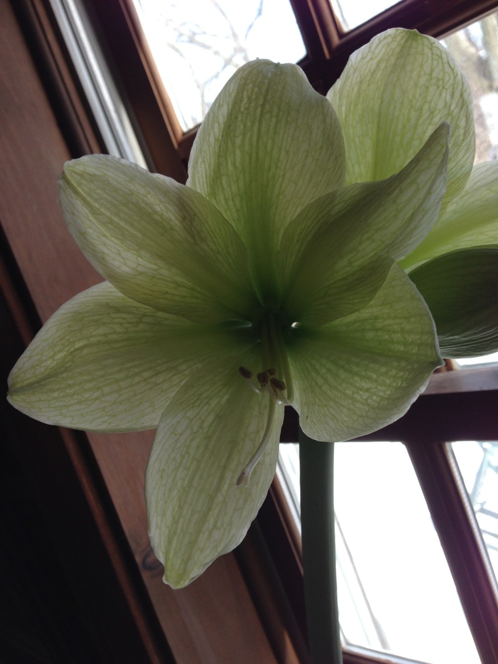 amaryllis 6