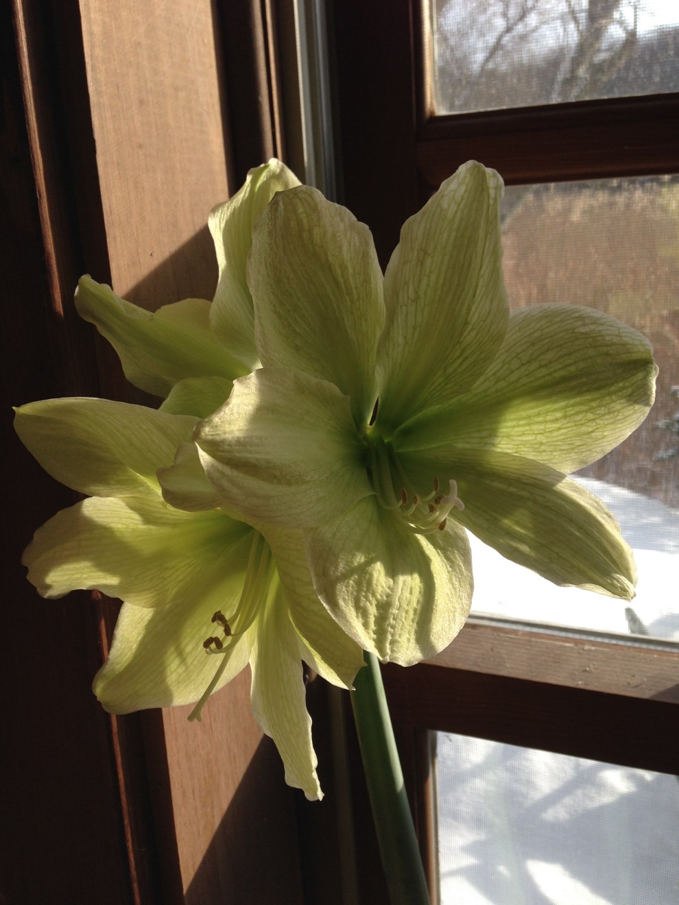 amaryllis7